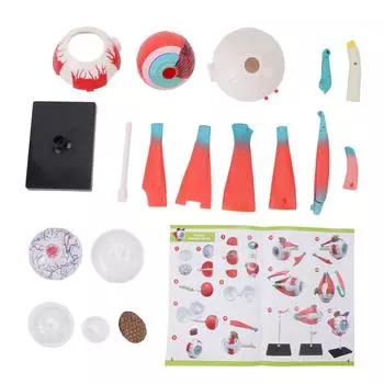 Анатомическая модель человеческого глаза со съемной подставкой, 16 съемных частей, образовательный дисплей, преподавание науки