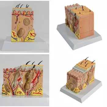 Анатомическая модель кожи 3D-модель обучающих пособий по коже Модель анатомии кожи человека Структура кожи человека Анатомическая модель
