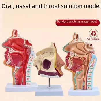 Анатомическая модель носовой, ротовой и глоточной полостей с срединным разрезом глотки, модель ЛОР-органов 23.5*11*11CM