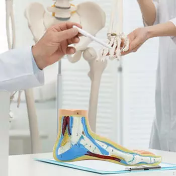 Анатомическая модель стопы скелета человека, медицинская практика с цифровыми знаками для исследований Flatfoot