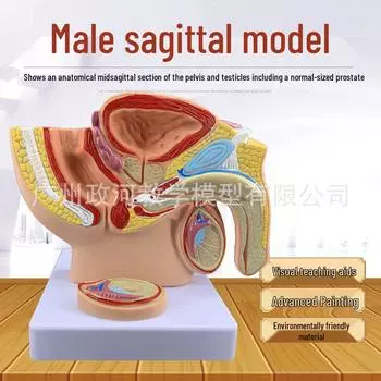 Анатомическая обучающая модель мужского таза и репродуктивной системы 17cm x 17cm x 13cm