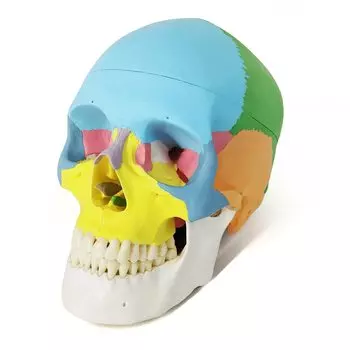 Анатомический череп, цвет черепа, стоматологический анатомический череп, используемый в широком спектре медицинской анатомии и стоматологического обучения, академическая модель, головоломка из трех частей,