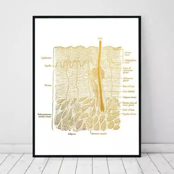 Анатомический постер с анатомией кожи, ламинированный холст, печать, медицинское образование, доктор, настенная живопись 21cm30cm NoFrame