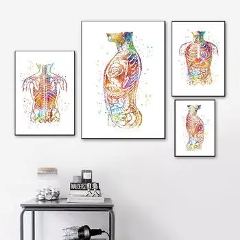 Анатомическое искусство человеческого тела, живота, настенная живопись на холсте, скандинавский клинический медицинский плакат и настенные панно с принтом для кабинета врача 21cm30cm NoFrame
