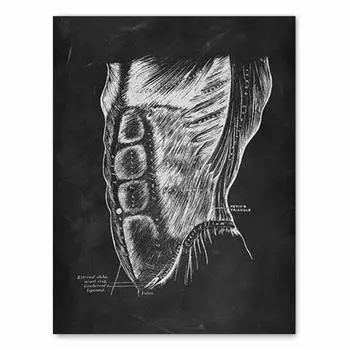 Анатомия человека, художественная работа, медицинская клиника, настенная картина, скелет, орган, мышечная система, винтажный холст с принтом, плакат для обучения телу, без рамки 21*30cm