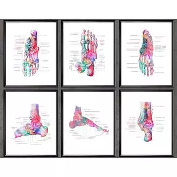 Анатомия костей стопы Плакат Подиатрия Искусство Медицинская печать Холст Картина Плакаты и принты Настенные картины Для подарка Кабинет врача Декабрь 21x30cm No Framed