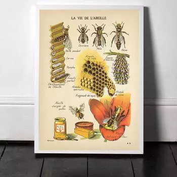 Антикварные постеры с пчелами, натуральные насекомые, винтажная картина с медовой пчелой, холст, настенные художественные фотографии, тонированная пчела, схема, домашний декор 21X30cm No Frame