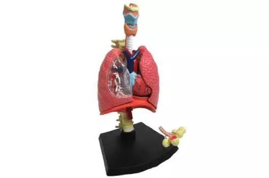 Aoshima Bunka Kyozaisha Skynet 3D-головоломка 4DVISION Модель анатомии человека Модель дыхательной анатомии № 22