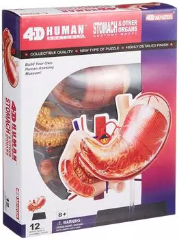Aoshima Bunka Kyozaisha Skynet 3D Puzzle 4D VISION Human Anatomy Stomach Anatomy Model No.09