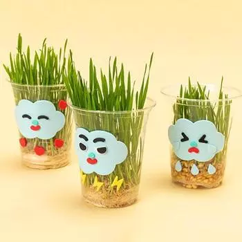 Art Box/Claypia 114 Minhwa Shop EVA для выращивания зародышей пшеницы, 5 наборов