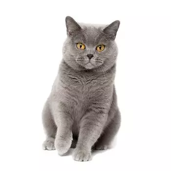 Автомобильная наклейка с милым котом, персидская кошка, бирманская бомбейская британская короткошерстная бирманская кошка, домашнее животное, водонепроницаемая виниловая наклейка 17cm-Longest Side