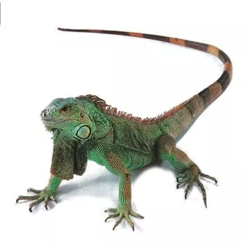 Автомобильные наклейки с насекомыми, персонализированные креативные окклюзионные наклейки для кузова автомобиля, 3 Dstereo наклейки