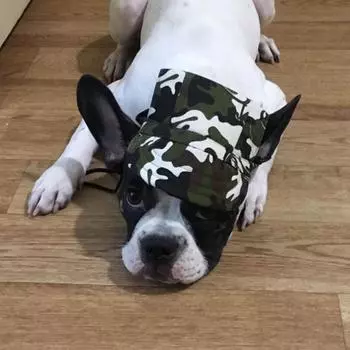 Аксессуары для шляп для домашних собак, бейсболки для собак, спортивная кепка для ухода за щенками, нарядная шляпа для домашних собак, уличная шляпа, головной убор для повседневных кошек и собак с шляпой S чёрный