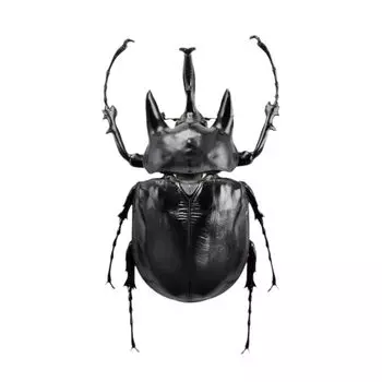 BACALYSO Nirvana Action Elephant Beetle Figure Beetle Beetle Холодильник Наклейка Магнитный Орнамент Магнит Настоящая Взрослая Иллюстрированная Книга Насекомое