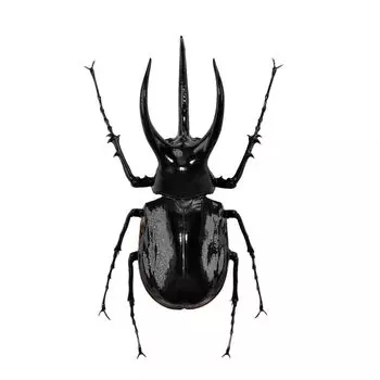 BACALYSO Nirvana Mohlenkamp Beetle Figure Beetle Холодильник Наклейка Магнитный Орнамент Магнит Настоящая Взрослая Иллюстрированная Книга Насекомое Жук Смола Взрослый
