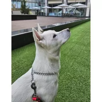 Базовый поводок-цепочка для собак Simba, размер 7, 1 шт.