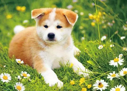 Beverly 600 Piece Jigsaw Puzzle Basking in the Sun x ~Akita Inu~ (38 53cm) P66-114