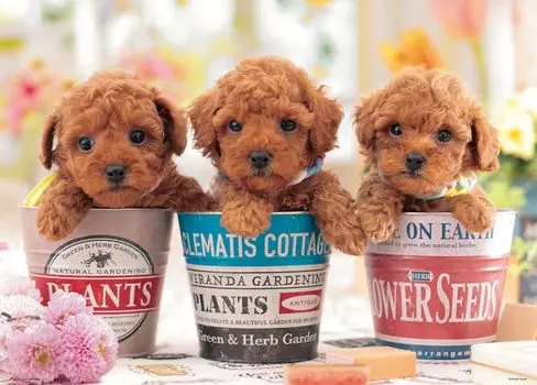 Beverly 600 Piece Jigsaw Puzzle Feelings x 1400 Dog s (38 53cm) P108-844