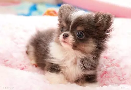 BEVERLY in Beverly 300 элементов пазла Чихуахуа Я x 38 [Сделано в Японии] (26 см) 300-008