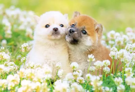 BEVERLY in Beverly 300 Piece Jigsaw Puzzle First Love Dog x [Made Japan] (26 38cm) P33-205