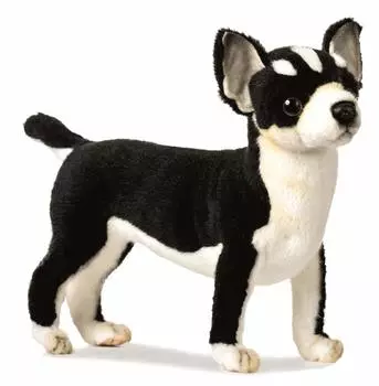 BH6367 HANSA Чихуахуа 27