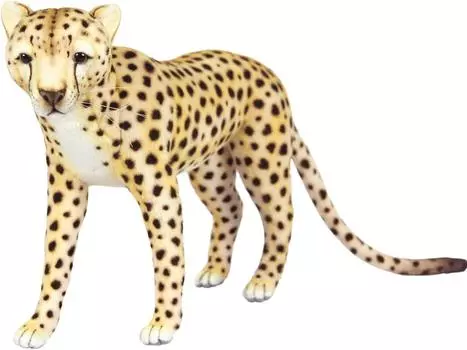 BH7241 HANSA Cheetah 34