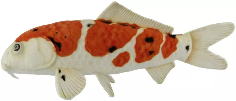 BH8280 HANSA Нисикигои Тайсё Сансёку 52
