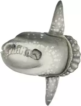 BH8478 HANSA Санфиш 52