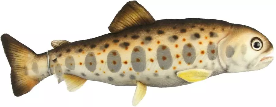 BH8509 HANSA Amago 37