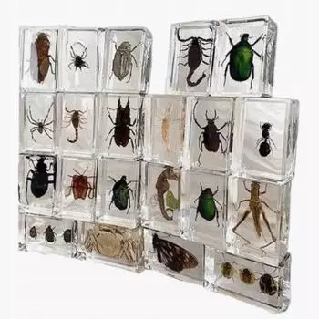 Блок для образцов насекомых из смолы – настоящий в прозрачной эпоксидной смоле для науки, образования и домашнего декора One Size