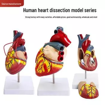 Большой учебный инструмент для изучения анатомии сердца человека, 1:1 масштабная модель с естественными цветами и ультразвуковыми функциями. Big heart of nature