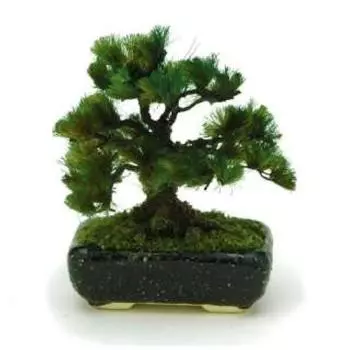 (Бонсай) Bont02 Sumihachimatsu Platz 1/12 Scale Painted The Bonsai (Платц) компания с ограниченной ответственностью. (черный)