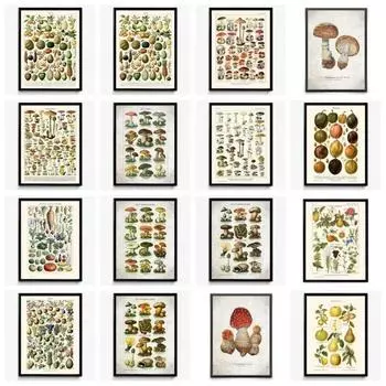 Ботанический цветок, грибы, фрукты, холст, картины, дикие растения, грибы, постеры и принт, настенное искусство для гостиной, Настенный декор, Cuadros 21cm30cm NoFrame