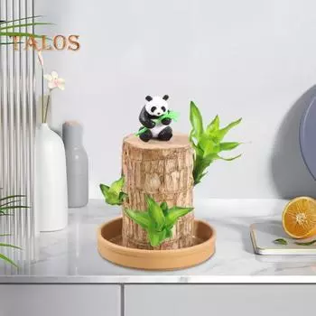 Бразильское дерево гидропонное растение Lucky Wood Растение бразильское дерево простое в уходе настольное бонсай для украшения домашнего офиса очистка воздуха A