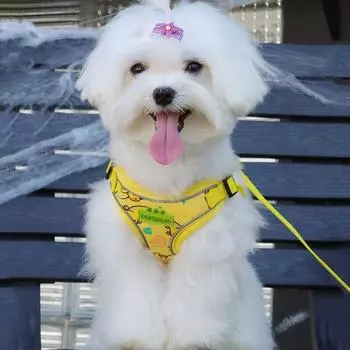 Breathable Dog Reflective Vest Soft Dogs Chest Strap Cute Dog Leash For Walking XL оранжевый