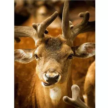 Алмазная картина вышивка крестом Красный пятнистый олень животное алмазная вышивка круглая дрель мозаика домашний декор 20X30CM