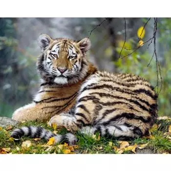 Бриллианты Животное Тигр 5d Бриллиантовая живопись Полный круглый бриллиант Вышивка Крестиком