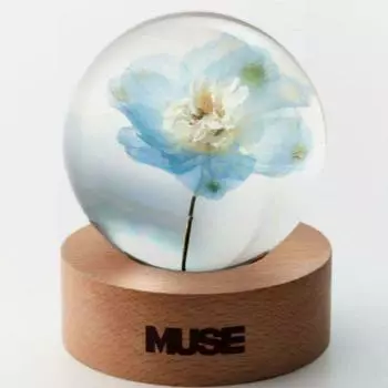 BTS Jimin Muse BLOOMING Ver. Плотность бумаги для цветов НОВАЯ