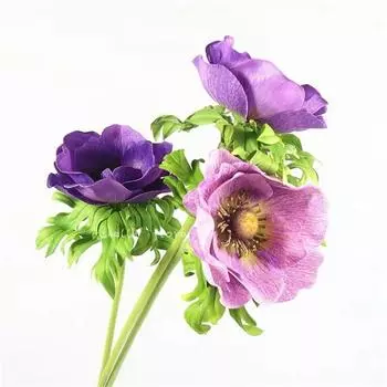 Букет Цветочный Искусственный Анемона PU Роза Главная Свадебная Сенсорная Цветочная Композиция Декор Поддельные Цветочные Ветки Свадебный Нодичный Настоящий 63cm белый