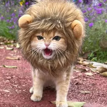 Cat cat pet cute pet cat cosplay easy to put on and take off headgear, lion, dog, wig, hat, wig, dog, hat, cap, transformation, Halloween, Christmas,
