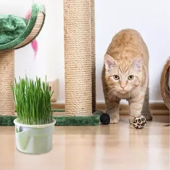 Cat Grass Cup Cat Soilless Hydroponic Cat Grass Повторяемый One Size зелёный
