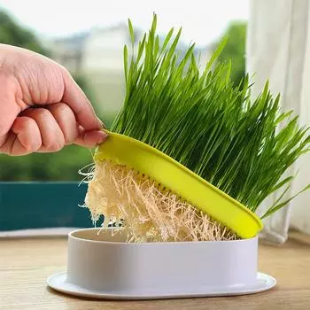 Cat Snack Cat Mint Planting Гидропонный ящик для кошачьей травы Цветной контрастный гидропонный ящик для кошачьей травы Миска для посадки кошачьей травы зелёный