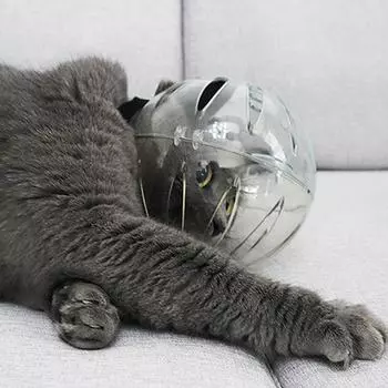 Cat Space Helmet Защитный жесткий шлем Противоукусные намордники Безопасность Предотвращение Регулируемый чехол для шлема после операции S