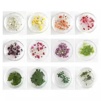 Check Story Свежие цветы Прессованные цветы для ногтей Набор для ногтей с цветами 4 вида материалов для дизайна ногтей, 1 шт., Упаковка C