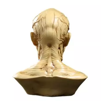 Человеческая Мышца Скелет Голова Модель Мышцы Голова Череп Анатомия Скульптура Искусство Эскиз 1 pcs