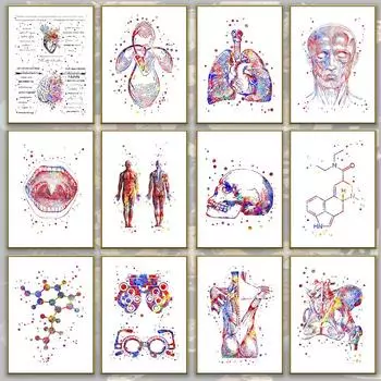 Человеческая мышечная система, настенное искусство, акварель, анатомия, картина маслом, плакат, изображение человеческого тела на стене 21cm30cm NoFrame