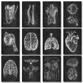 Человеческие мышцы ног кость сердце анатомия скелет плакаты холст картины и принты Куадрос художественное украшение фреска домашний декор комнаты 20cm40cm NoFrame