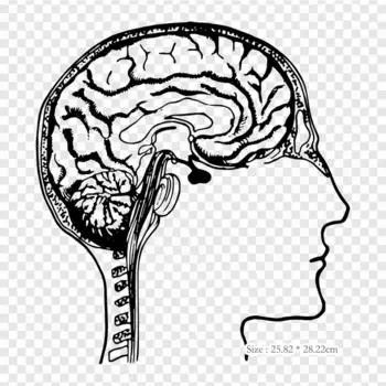 Человеческий мозг, черно-белый человеческий мозг, термопереносная печать, виниловые нашивки, наклейки для одежды, аппликации «сделай сам», моющиеся нашивки