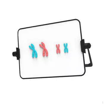 Chromosome Model Kit Educational Learning Tool Reusable Demonstration Instrument Easy to Red and Blue