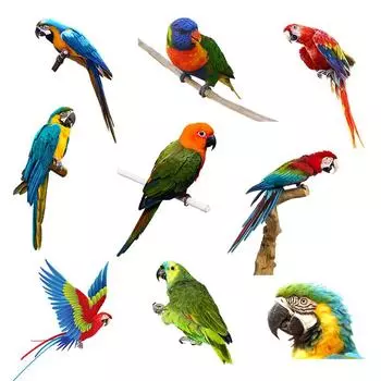 CS12033 # наклейка с попугаем на автомобиль, виниловая наклейка, водонепроницаемые декоративные наклейки для автомобиля A-15cm-Longest Side